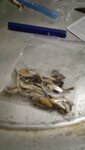 IMG_20201006_124655_473.jpg