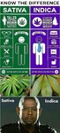 Sativa-And-Indica-Memes-8.jpg