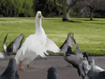 XEG8-1.gif