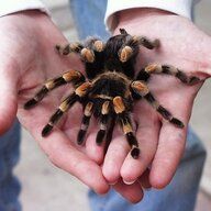 Spider Shop