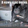Cold Siemens