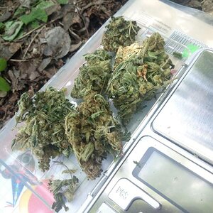 сорт конопли cream mandarine