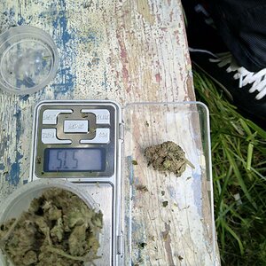 сорт конопли Northern Light