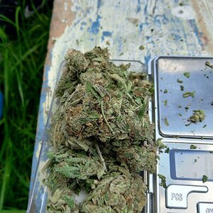 сорт конопли White Widow