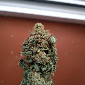 OG KUSH BLESS YO TRAP 2.jpg