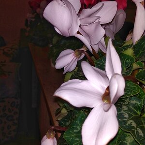 IMG_20191109_205604-01.jpeg