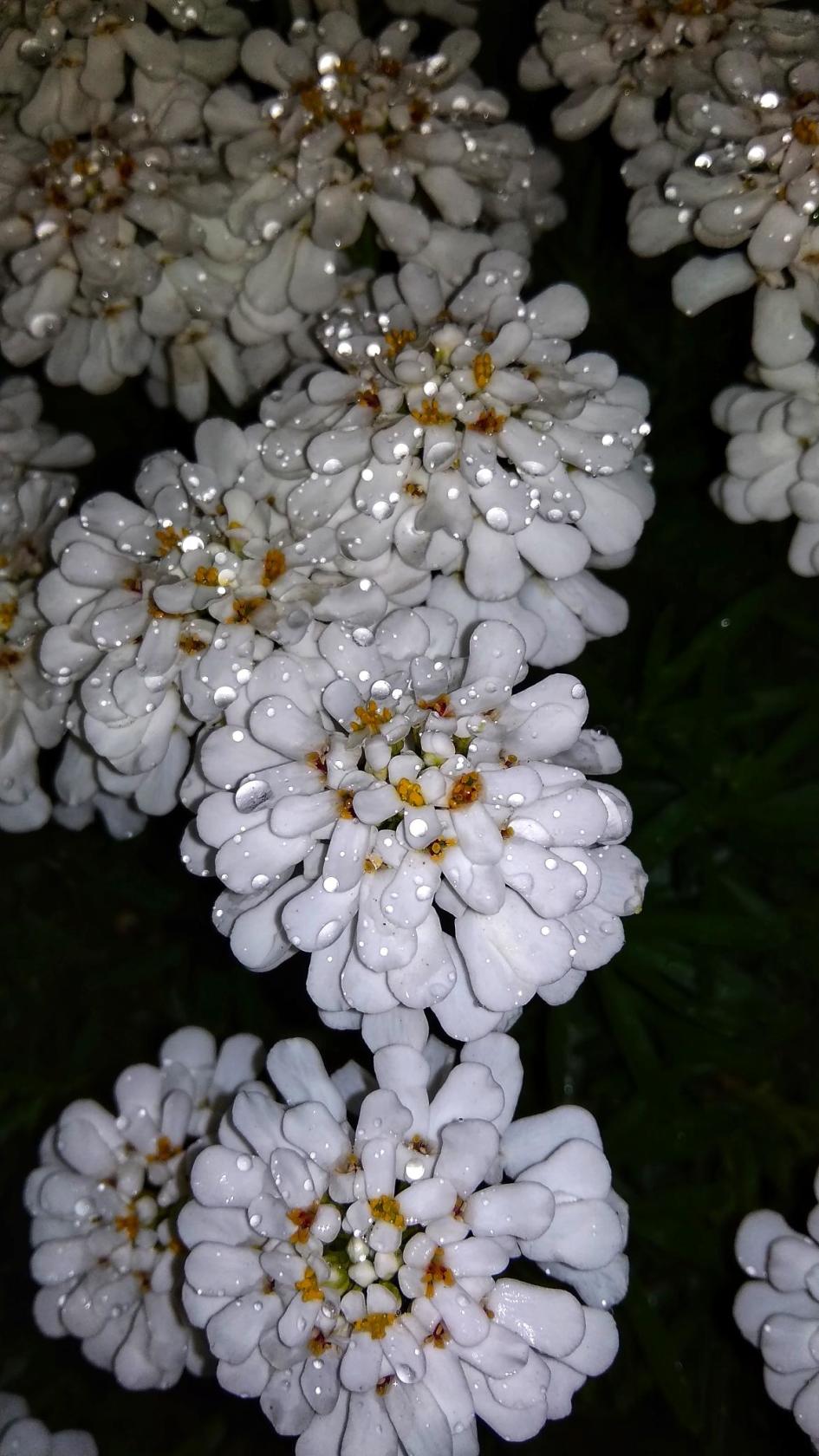 IMG_20191025_035337.jpg