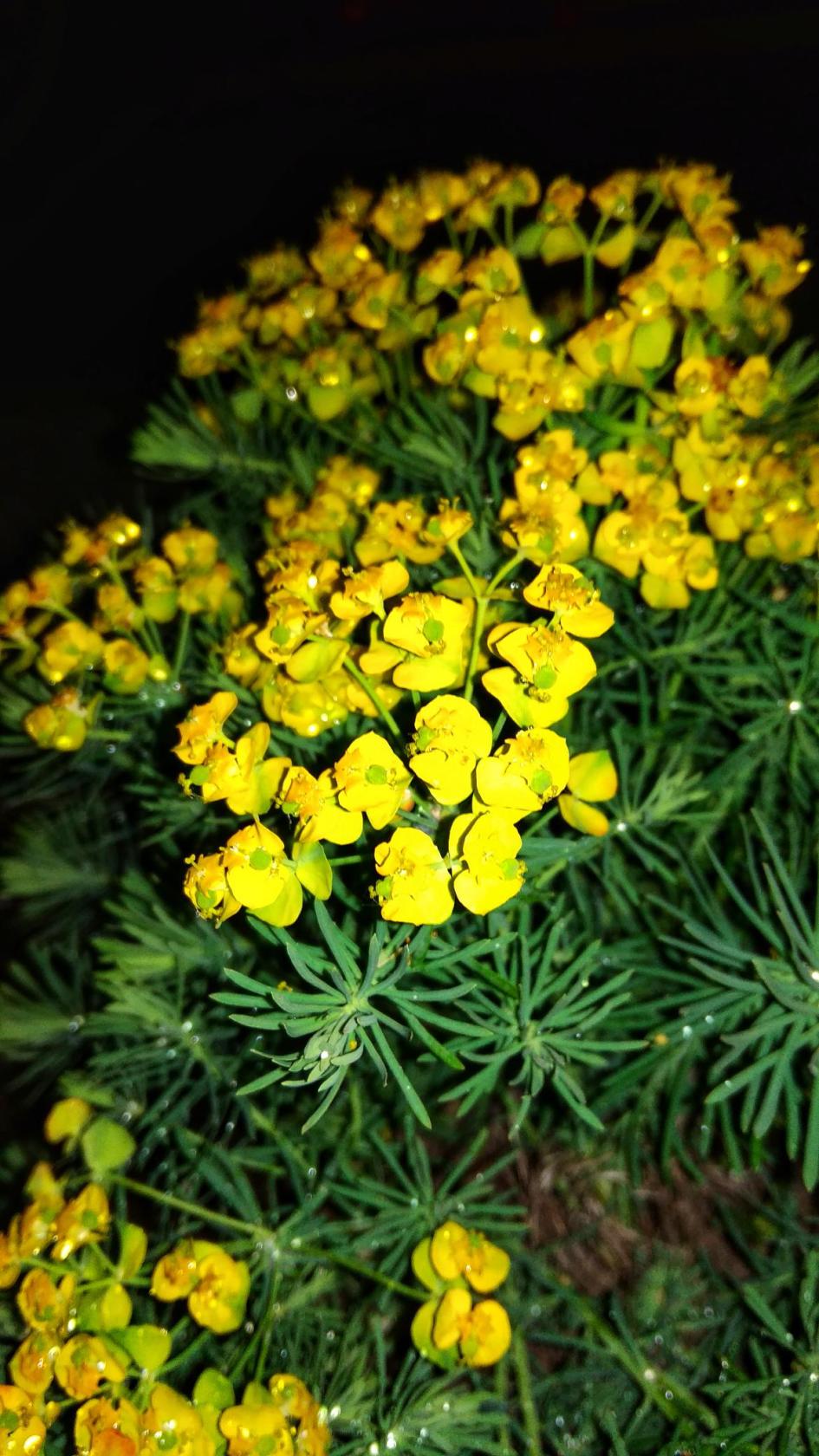 IMG_20191025_035339.jpg
