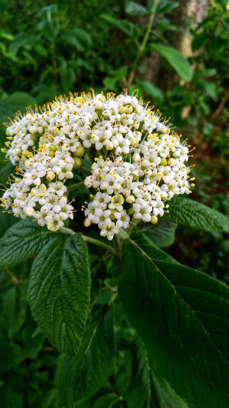 IMG_20191025_035404.jpg