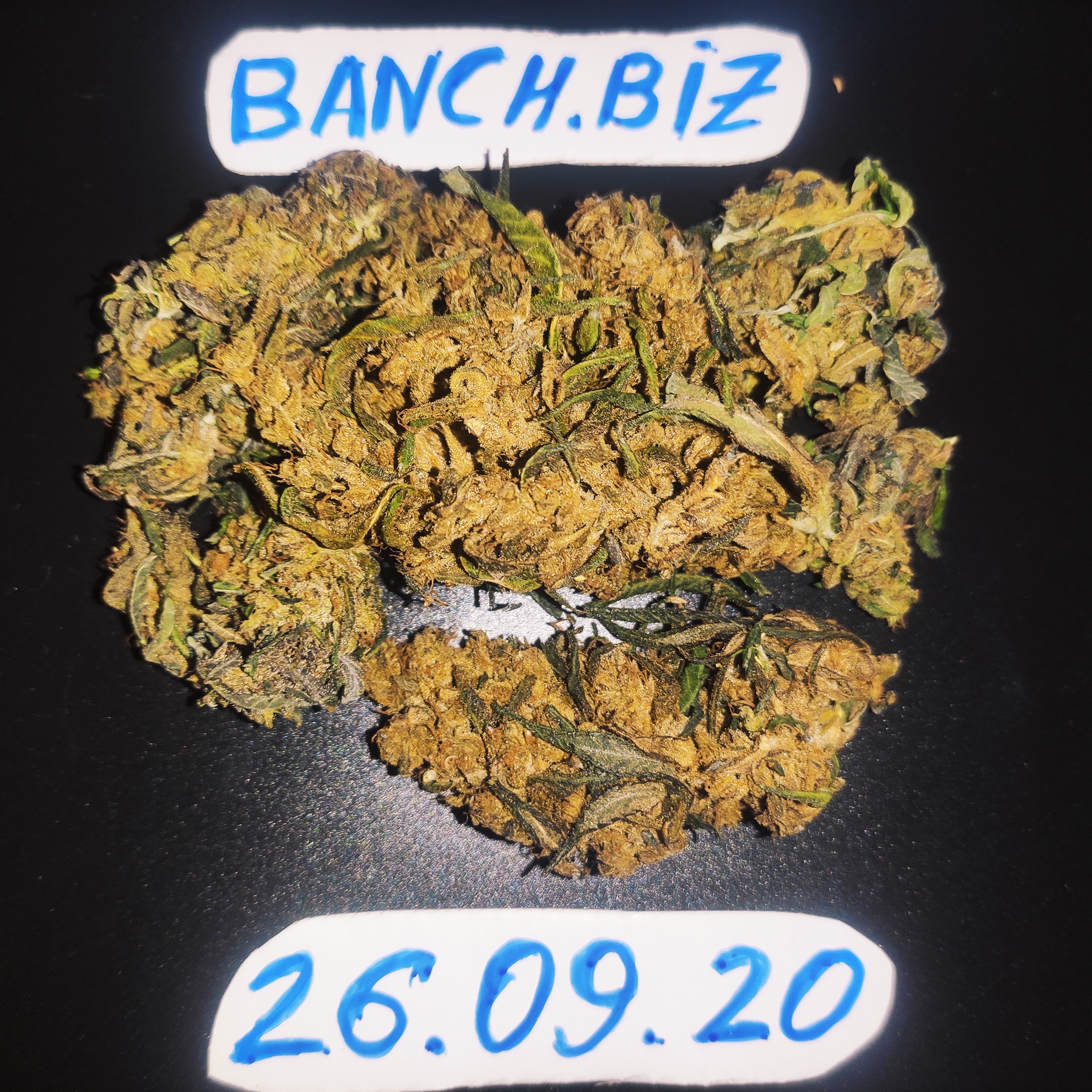 nugs.jpg