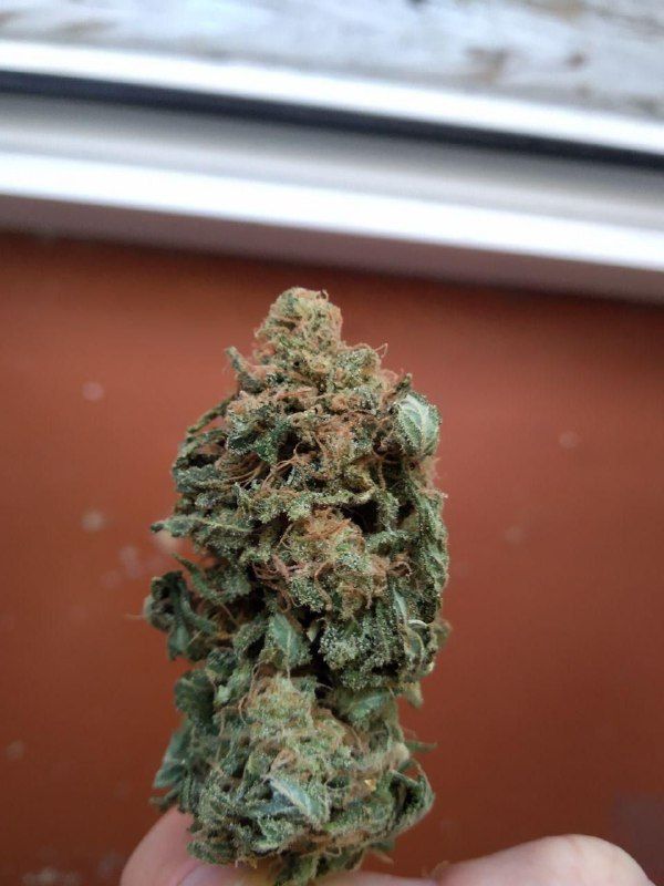 OG KUSH BLESS YO TRAP 2.jpg
