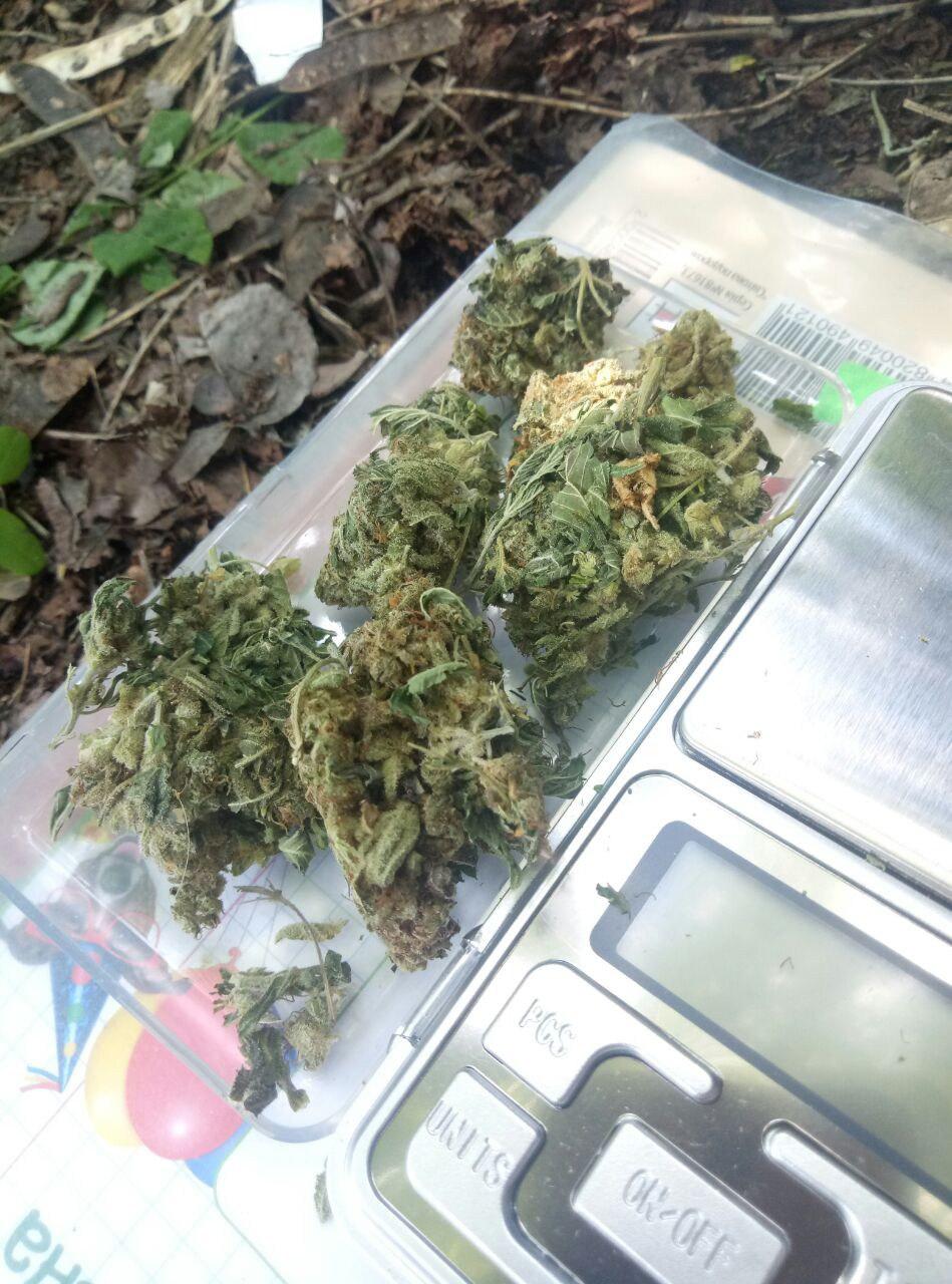 сорт конопли cream mandarine