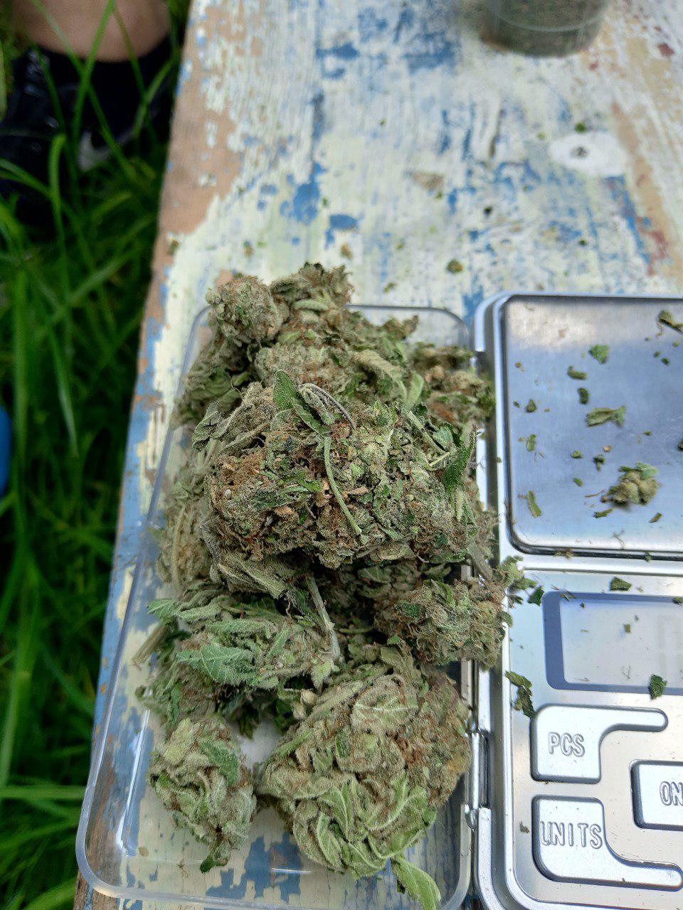сорт конопли White Widow